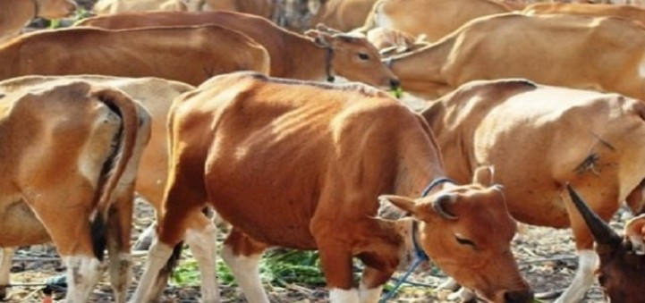 Apakah Ternak Impor Dan Ternak Dalam Negeri Di Kenakan PPN?